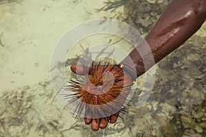 Red sea urchin Astropyga radiata