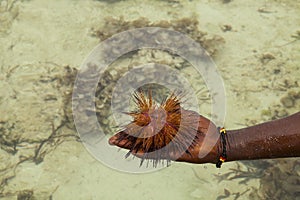 Red sea urchin Astropyga radiata