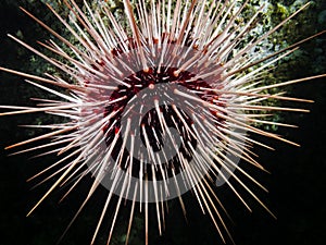 Red Sea Urchin Mesocentrotus franciscanus