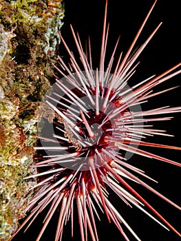 Red Sea Urchin Mesocentrotus franciscanus