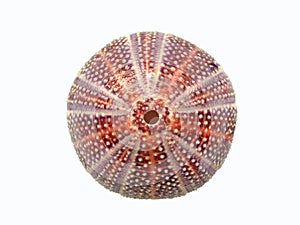 Red sea urchin shell on white background