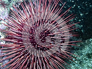 Red Sea Urchin Strongylocentrotus franciscanus