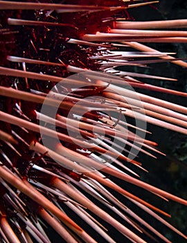 Red Sea Urchin Strongylocentrotus franciscanus