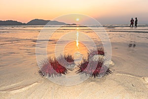 Red sea urchins on Patong beach during sunset.