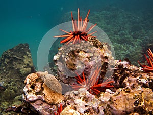 Red sea urchins underwater in Hawaii