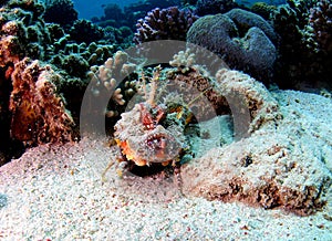 Red Sea Walkman Filamented Devilfish