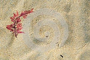 Red sea weed on the beach background