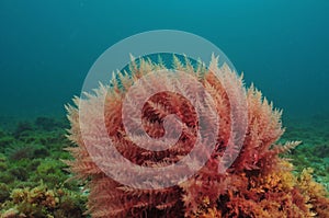 Red sea weed photo
