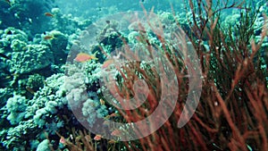 Red sea whips ellisella sp. feeding underwater in Egypt