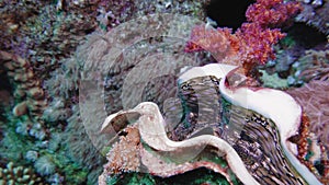 Red sea whips Ellisella sp. feeding underwater in Egypt