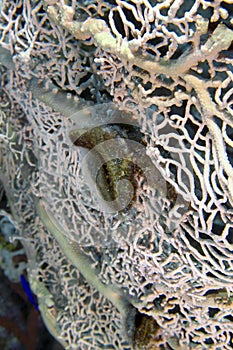 A Red Sea Winged Oyster Pteria aegyptiacais on a Gorgonian Sea Fan in the Red Sea