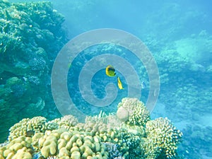 Red Sea wonderful coral reef life