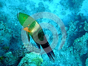 Red Sea Wrasse broomtail cheilinus lunulatus