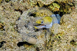Red Sea Yellow-Headed Moray Eel, Coral Reef, Red Sea, Egypt