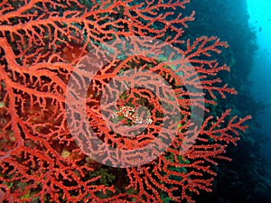 Red Seafan