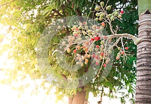 Red sealing wax palm.