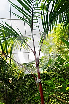 Red Sealing Wax Palm or Cyrtostachys Renda Palm in Zurich in Switzerland