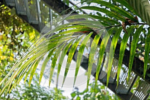 Red Sealing Wax Palm or Cyrtostachys Renda Palm in Zurich in Switzerland