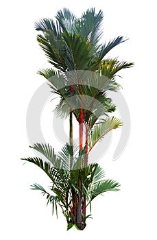 Red sealing wax palm tree