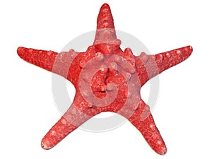 Red seastar photo