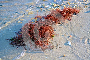 Red Seaweed on Beach