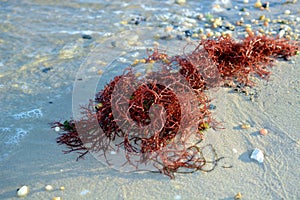 Red Seaweed on Beach