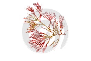 Red seaweed or rhodophyta branch isolated transparent png photo