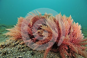 Red seaweed close-up