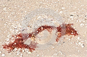 Red seaweed, driven onto sandy beach with broken shells on a sunny, winter day