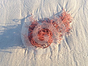 Gracilaria Algae at Long Beach.