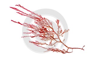 Red seaweed or rhodophyta algae isolated transparent png photo