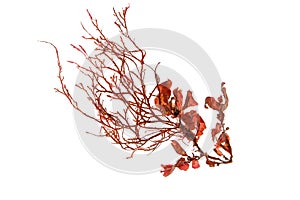 Red seaweed or rhodophyta algae isolated transparent png photo