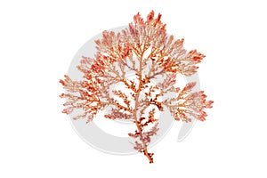 Red seaweed or rhodophyta branch isolated on white. Transparent png additional format. photo