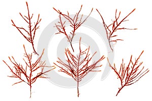 Red seaweed or rhodophyta branches set isolated on white. Transparent png additional format. photo