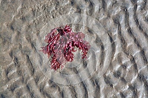 Red seaweed and sand pattern