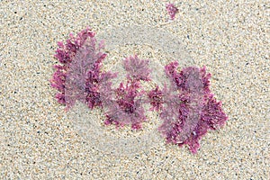 Red Seaweed on sandy beach