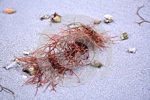 Red Seaweed on a Sandy Beach