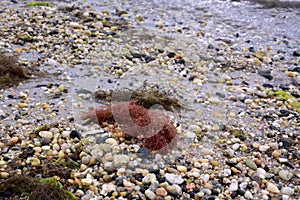 Red Seaweed on a Sandy Beach