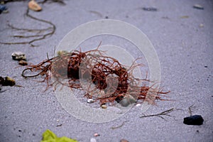 Red Seaweed on a Sandy Beach