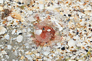 a red seaweed among the shells