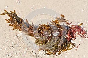 Red seaweed washed up on sandy, tropical beach