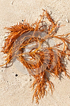 Red seaweed washed up on a tropical beach