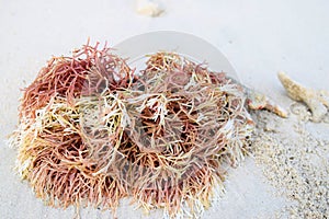 Red Seaweed on White Sandy Beach - Marine Macro Algae - Gracilaria - Rhodophyta