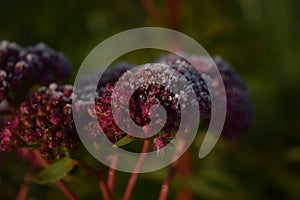 Sedum flowers and frost in autumn garden