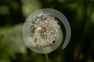 Red-seed dandelion found in the lawn