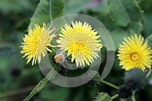 Red-seeded dandelion (Taraxacum erythrospermum) flower in bloom : (pix Sanjiv Shukla)