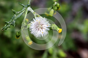 Red-seeded dandelion (Taraxacum erythrospermum) seedhead : (pix Sanjiv Shukla)