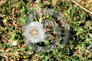 Red-seeded dandelion (Taraxacum erythrospermum) seedhead : (pix Sanjiv Shukla)