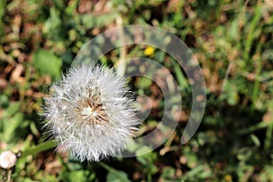 Red-seeded dandelion (Taraxacum erythrospermum) seedhead : (pix Sanjiv Shukla)