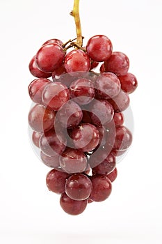 Red Seedless Grapes on Vine photo